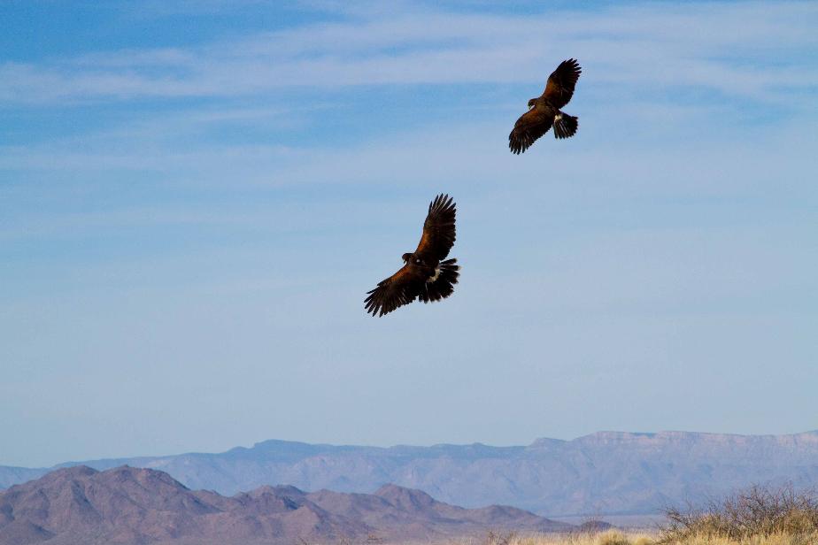 Coulson Harris's Hawks sharing a T-perch