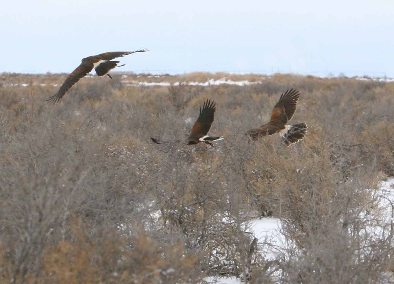 A group ofCoulson Harris's Hawks hunting cooperatively