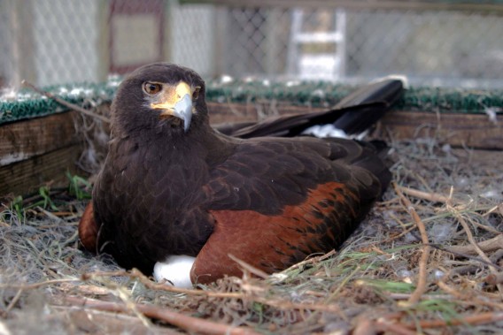 Lola, an outstanding Coulson Harris's Hawk