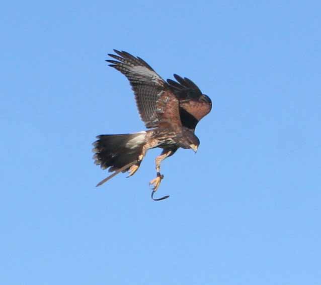 Grayson, a Coulson Harris's Hawk