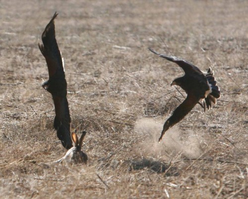 Coulson Harris's Hawks hunting cooperatively