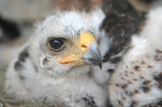 Coulson Harris's Hawk nestling